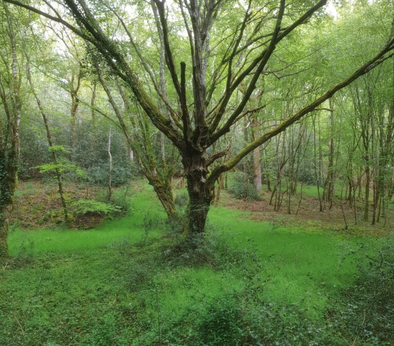 Les forêts poussent, doucement 